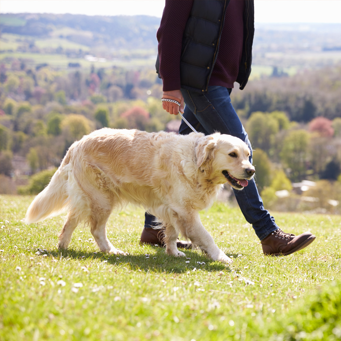 Dog Walking 