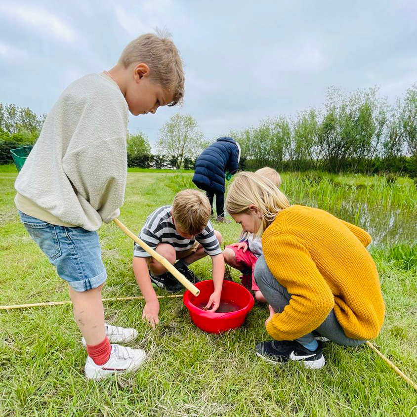 Pond dipping